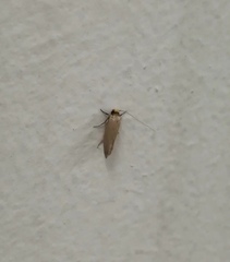 Tineidae