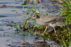 Tringa incana