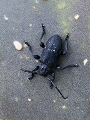 Acanthoderes funeraria