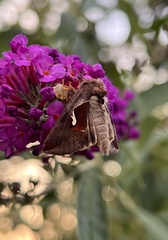 Anagrapha falcifera