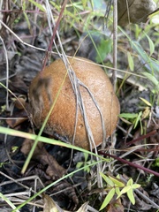 Suillus luteus
