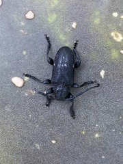 Acanthoderes funeraria