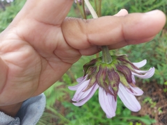 Iostephane heterophylla