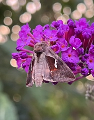 Anagrapha falcifera