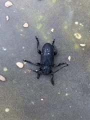 Acanthoderes funeraria