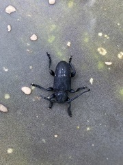 Acanthoderes funeraria