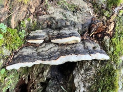 Fomitopsis pinicola