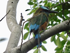 Eumomota superciliosa