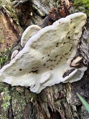Fomitopsis pinicola