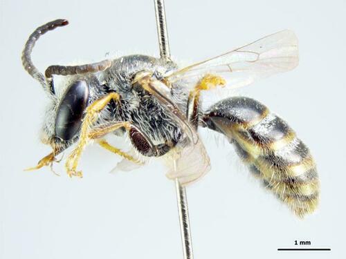 Lasioglossum pulvitectum