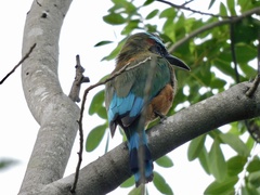 Eumomota superciliosa