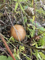 Suillus luteus