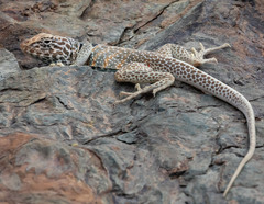 Crotaphytus bicinctores