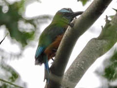 Eumomota superciliosa