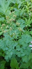 Thalictrum occidentale