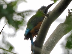 Eumomota superciliosa