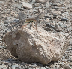 Callisaurus draconoides