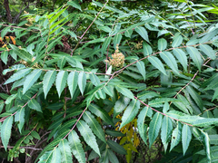 Rhus glabra
