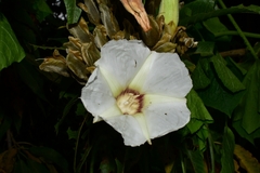 Ipomoea murucoides