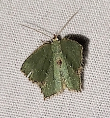 Chloropteryx tepperaria