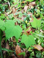 Ampelopsis glandulosa heterophylla