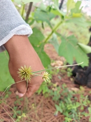 Cyperus seslerioides