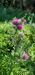 Cirsium edule