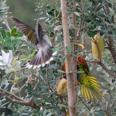 Manorina melanocephala