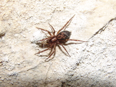 Liocranum rupicola