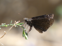 Erynnis