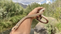 Pituophis catenifer deserticola
