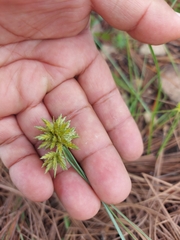 Cyperus seslerioides
