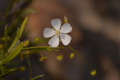 Drosera hirsuta