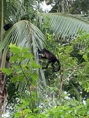 Alouatta palliata