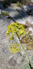 Lomatium brandegeei