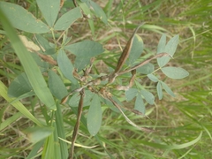 Thermopsis divaricarpa