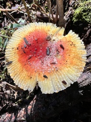 Russula flavida