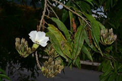 Ipomoea murucoides
