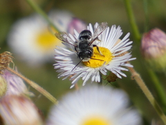 Megachilinae