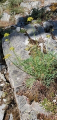 Lomatium brandegeei