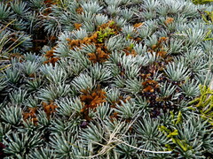 Celmisia sessiliflora