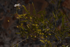 Drosera hirsuta