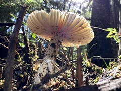 Russula flavida