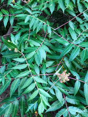 Rhus glabra