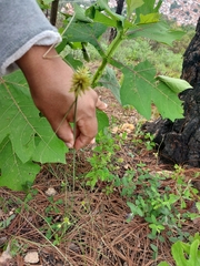 Cyperus seslerioides