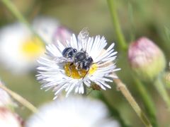 Megachilinae