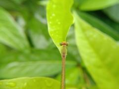 Ceriagrion coromandelianum