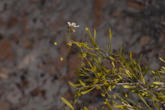 Drosera hirsuta