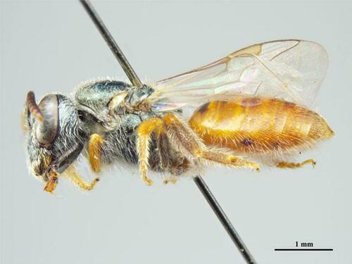 Lasioglossum vitripenne