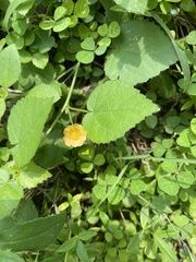 Abutilon indicum